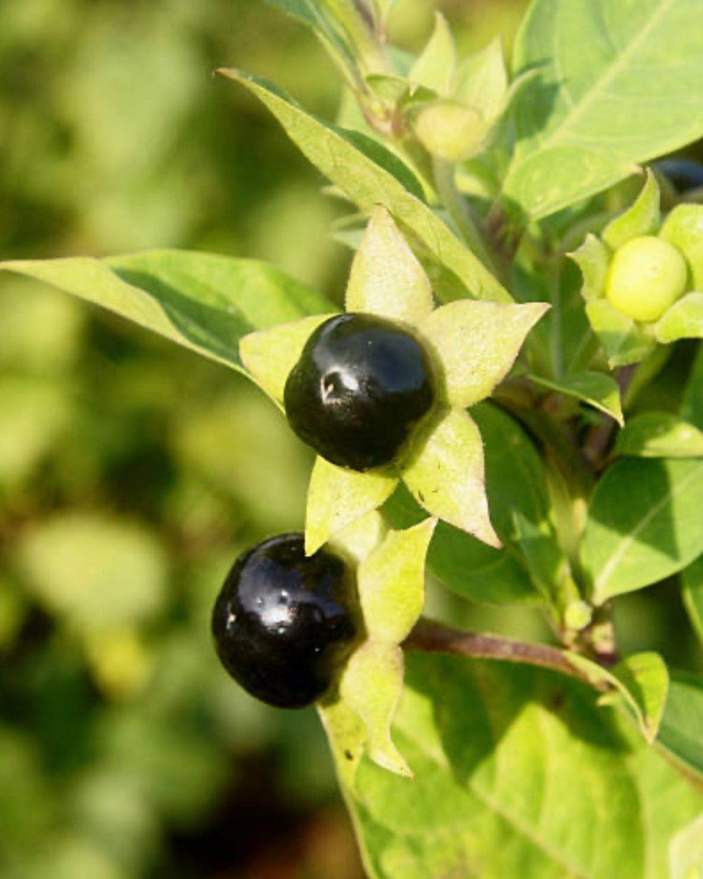 seed ring : atropa belladonna