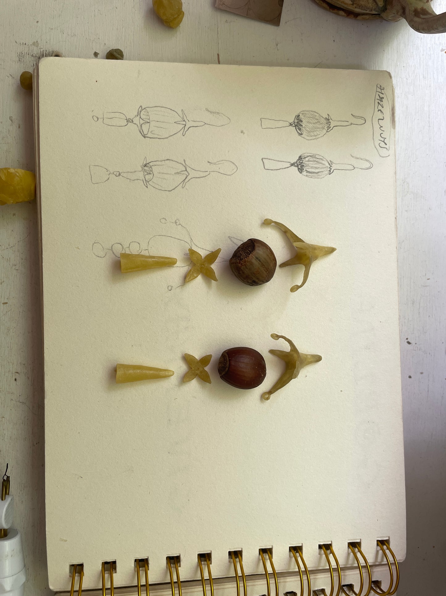 hazelnut ears