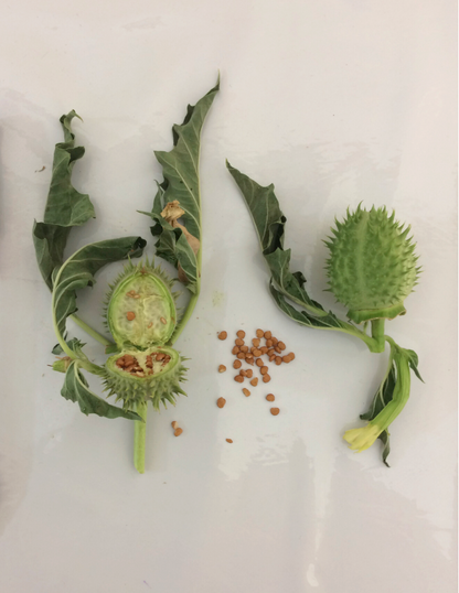 seed ring : jester sun datura